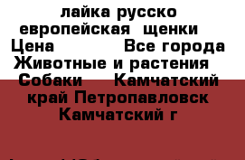 лайка русско-европейская (щенки) › Цена ­ 5 000 - Все города Животные и растения » Собаки   . Камчатский край,Петропавловск-Камчатский г.